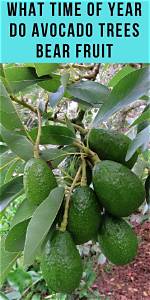 What Time of Year Do Avocado Trees Bear Fruit?