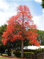 What Time of Year Do Flame Trees Flower?