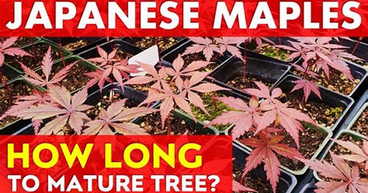 What Time of Year Do Japanese Maples Grow?