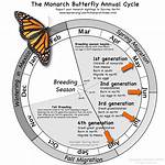 What Time of Year Do Monarch Butterflies Come out?