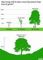 What Time of Year Do Sycamore Trees Lose Their Leaves?