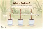 What Time of Year Do You Graft Peach Trees?
