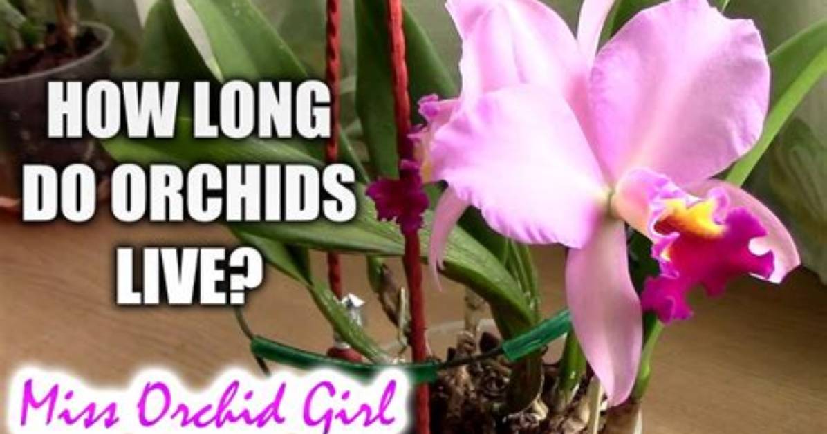 What Time of Year Does an Orchid Flower?