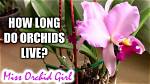 What Time of Year Does an Orchid Flower?
