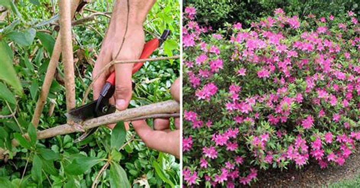 What Time of Year Should You Trim Back Rose Bushes?