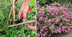 What Time of Year Should You Trim Back Rose Bushes?