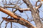 What to Do About Dead Branches on Silver Birch Tree?
