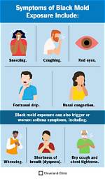 What to Do About Exposure to Black Mold?