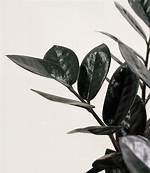 What to Do If Plant Has Black Spots?