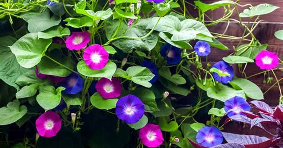 What to Do If Your Morning Glory Has Fungus?