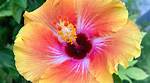 What to Do with Hibiscus When It Gets Cold?