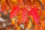 What Tree Has Maple Looking Leaves?