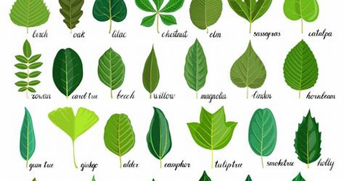 What Tree Is Based on Leaves?