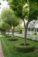 What Tree Looks Good in Front Yard?