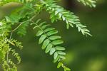 What Tree Looks Like a Honey Locust?