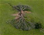 What Trees Are Known to Split?
