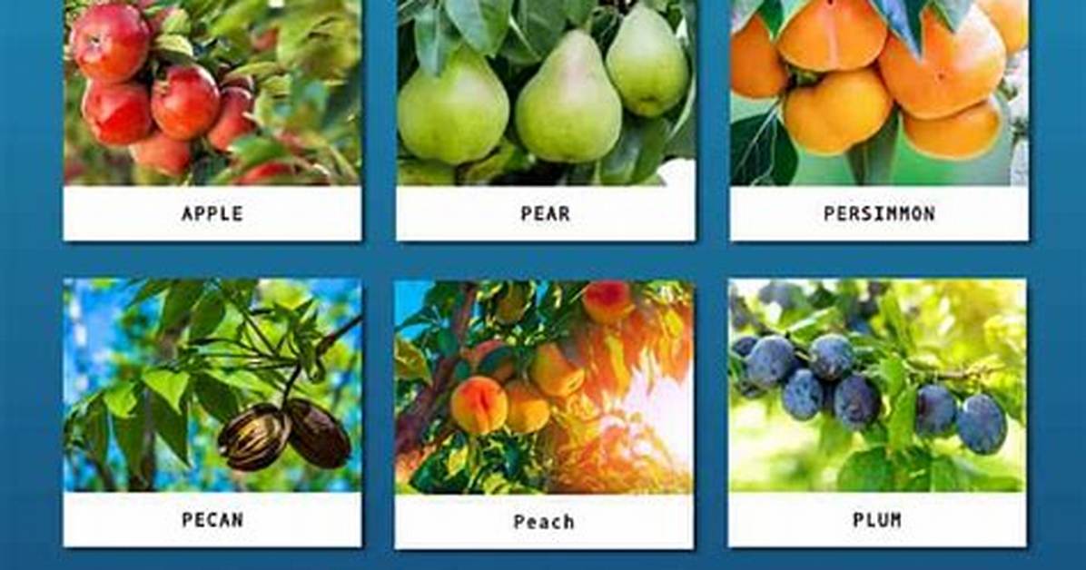 What Trees Grow in Amarillo Texas?