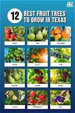 What Trees Grow in Amarillo Texas?