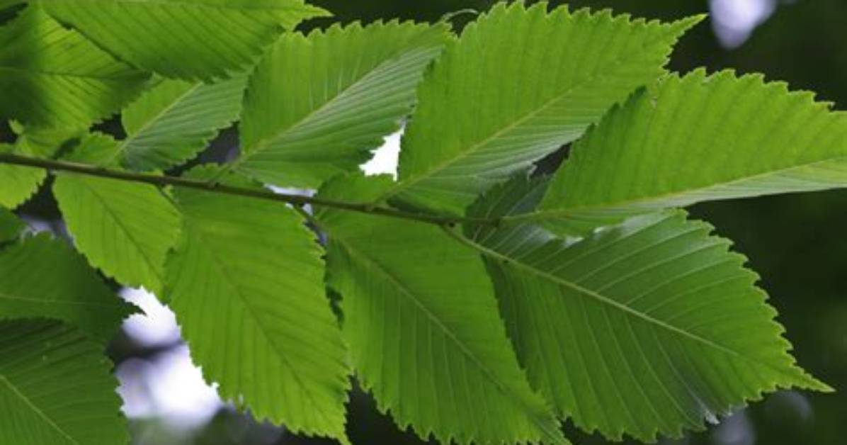 What Trees Have Leaves That Look Like Maple Leaves?