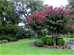 What Trees Look Good with Crepe Myrtle?