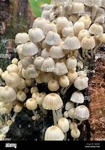 What Type of Fungi Grows on Dead Trees?