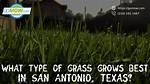 What Type of Grass Grows Best in Clay Soil?