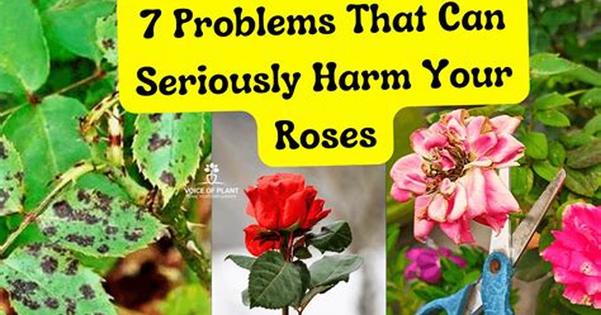 What Was the Problem of Roses?