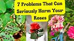 What Was the Problem of Roses?