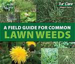 What Weeds Are in My Grass?