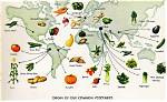 What Were the Original Vegetables?