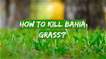 What Will Kill Bahia Grass?