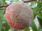 What Would Cause Peaches to Rot on the Tree?