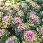 When Can You Plant Ornamental Cabbage?