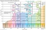When Did Marine Diversity Start?