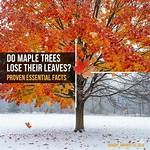 When Do Maple Trees Start to Lose Their Leaves?