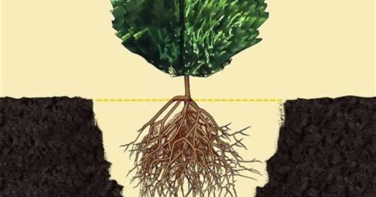 When Does a Leyland Plant Need to Have a Root System?