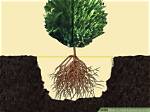 When Does a Leyland Plant Need to Have a Root System?