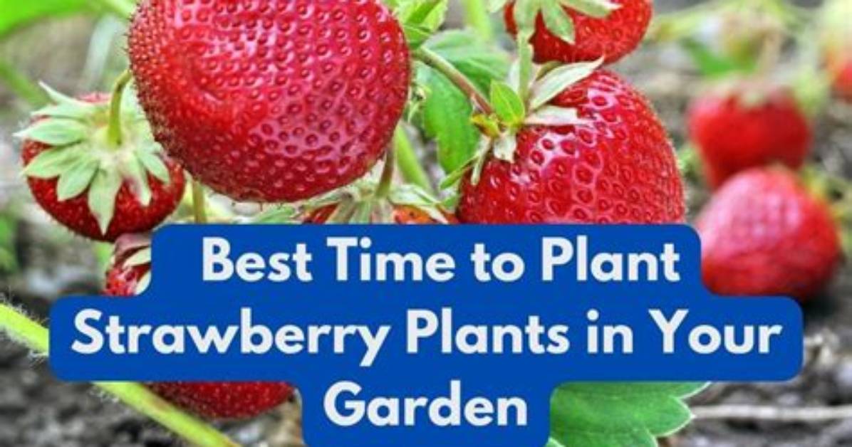 When Is the Best Time to Plant a Thuja Tree?