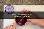 When Planting Garlic Which End Goes Down?
