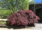 When Should a Japanese Maple Bloom?