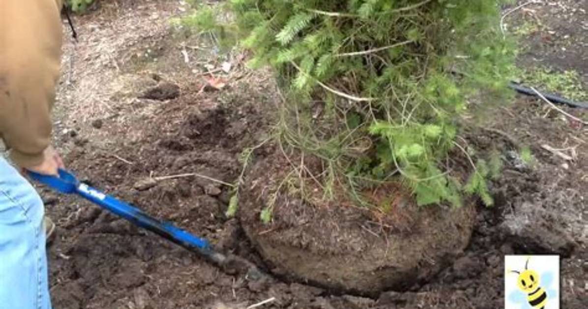 When Should I Dig up My Transplanted Trees?