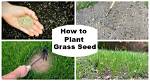 When Should I Plant Grass Seed 2020?