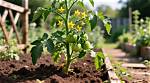 When Should I Plant My Tomato Plants in Ohio?