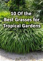 When Should I Plant Tropical Grass?