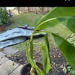 When Should I Repot My Banana Plant?