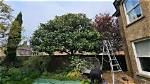 When Should Magnolia Grandiflora Be Pruned?