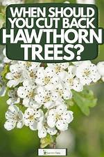 When Should You Cut Back Hawthorn?