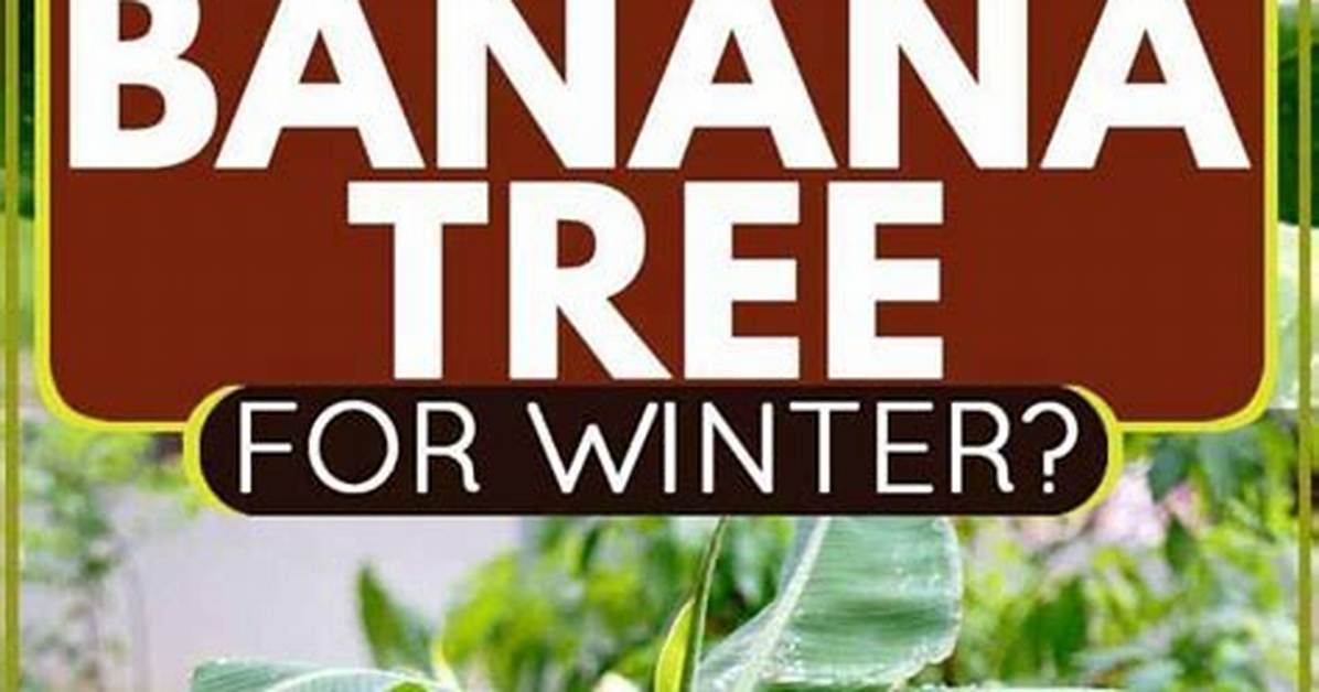 When Should You Dig up Banana Trees?