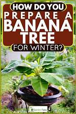 When Should You Dig up Banana Trees?