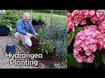 When Should You Plant New Hydrangeas?